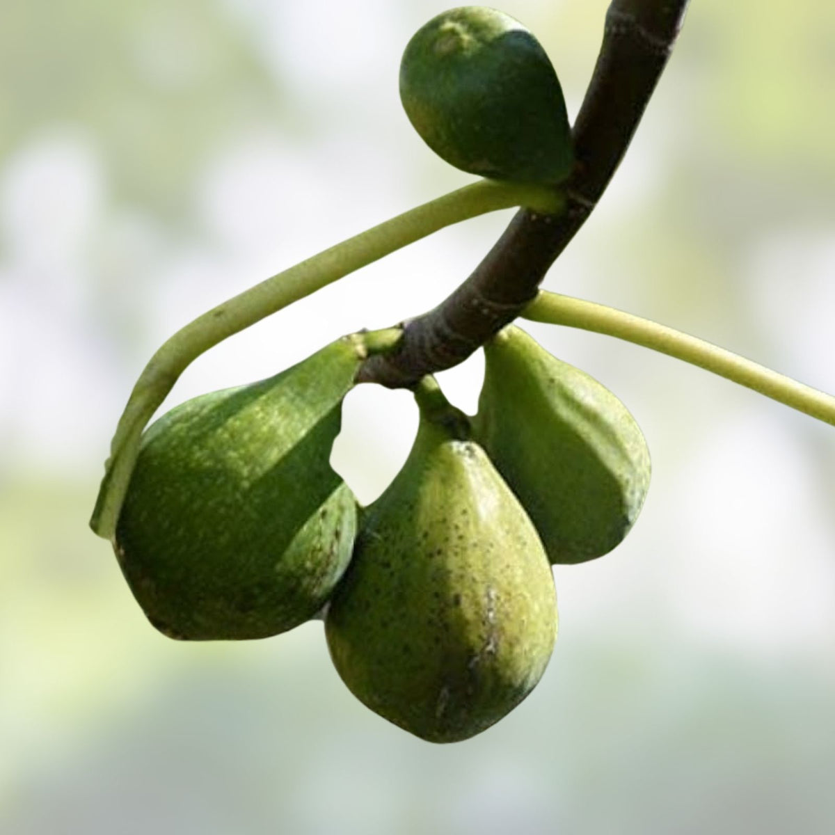 Desert King Fig Cuttings Ficus carica Live Plant 2 Stems Edible Fruit Tree Propagation Willow Water