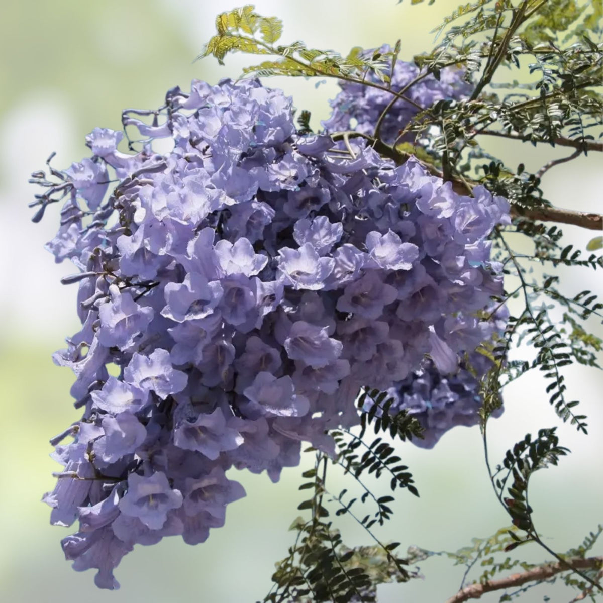 Purple Jacaranda Seeds 40 Count – Fast Growing Flowering Tree, Jacaranda mimosifolia, Ornamental Garden Tree, Live Plant, Starter Seed