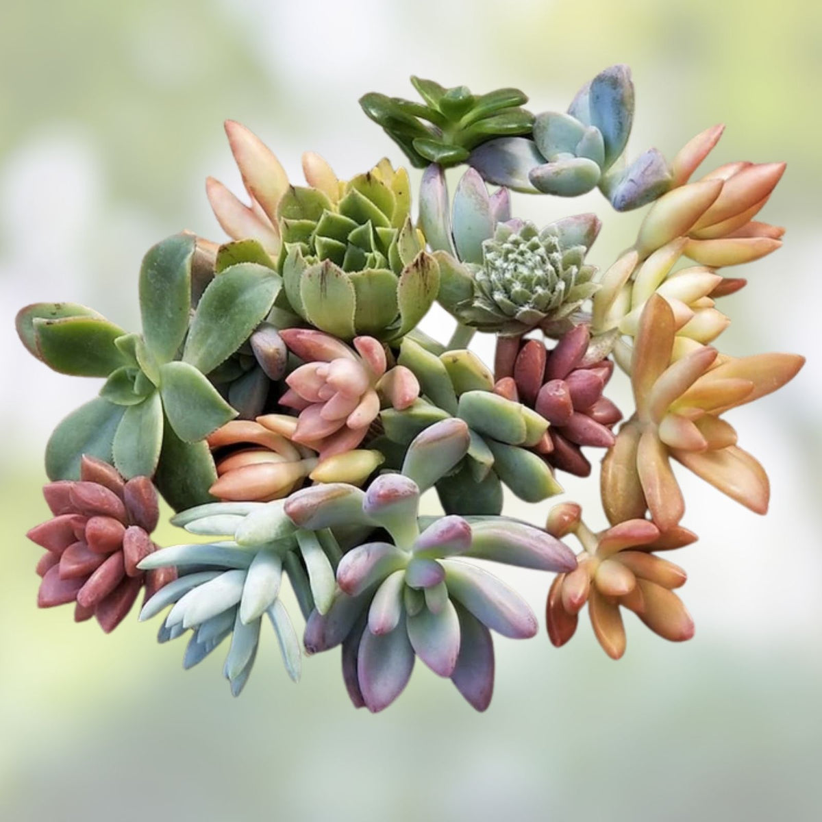 Assorted Succulent Cuttings for Dish Gardens Terrariums Mini Fairy Garden DIY Plant Crafts Live Plants