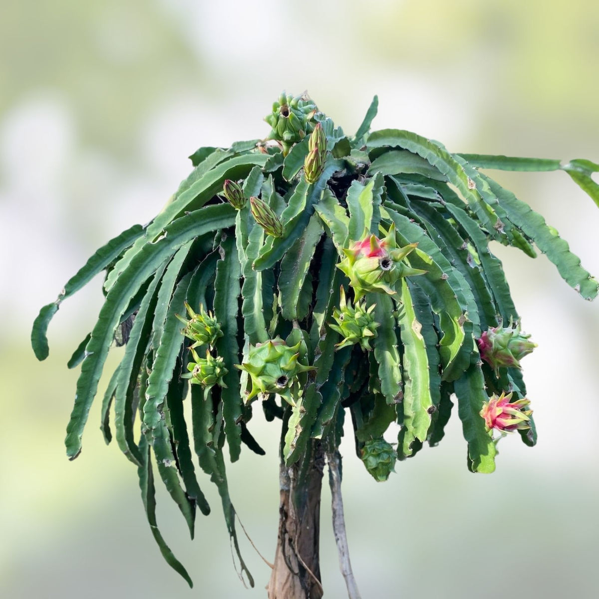 Dragon Fruit Cutting Natural Mystic Variety Hylocereus undatus Edible Fruit Plant Starter Houseplant
