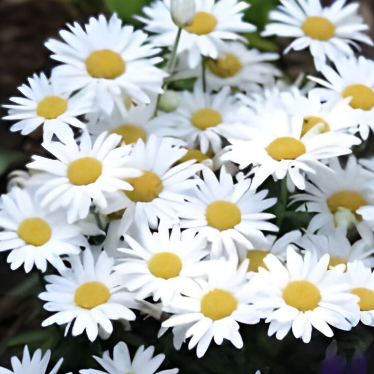 Garland Daisy Seeds 200 Organic Bellis perennis Wildflower Seeds for Garden Landscaping Pollinator Gardens