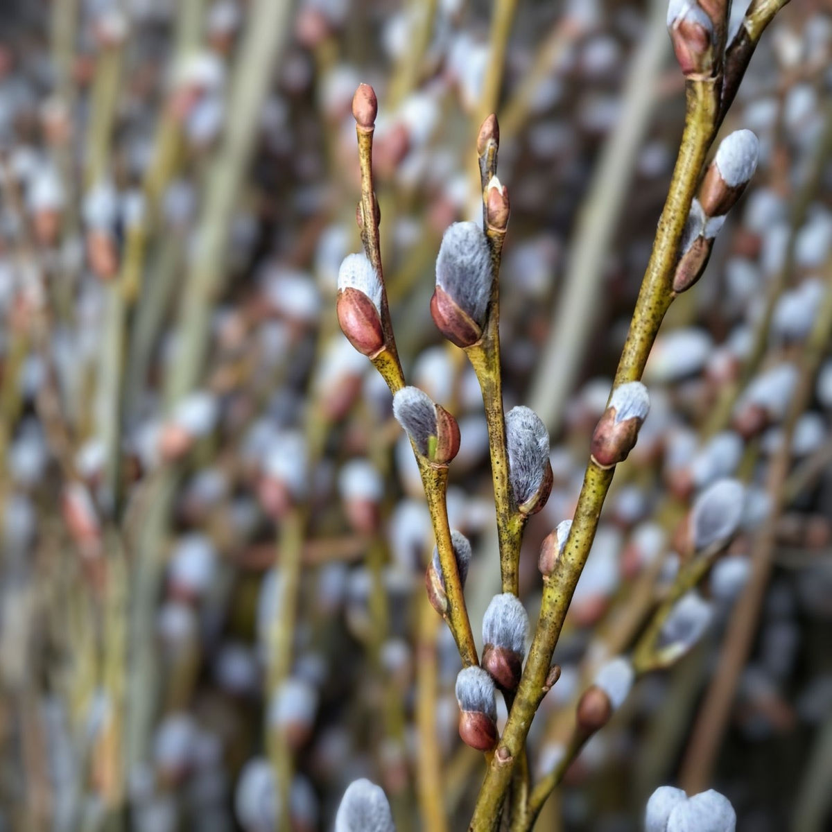 Pussy Willow Cuttings 5-7in Salix discolor Live Plant for Propagation Bare Root Starter Plant
