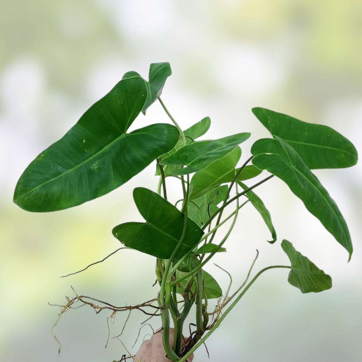 Philodendron Burle Marx Plant Clipping Tropical Indoor Houseplant Fast Growing Starter Cutting
