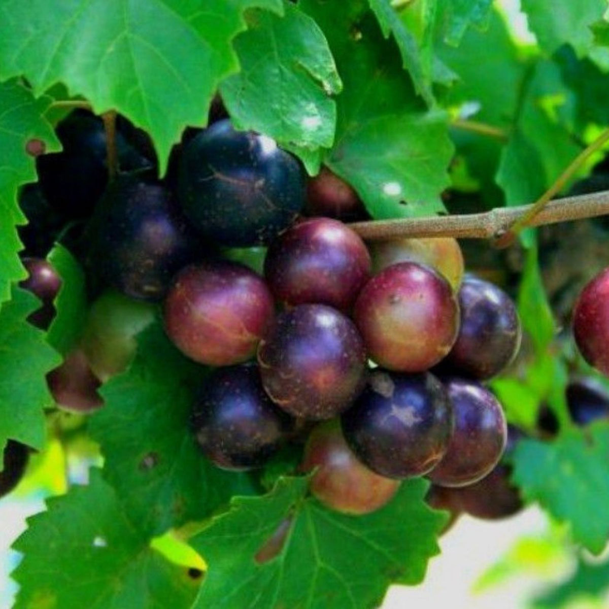 Muscadine Grape Plant Cuttings 5 Male 5 Female Vitis rotundifolia Native Wild Fruit Starter Plants
