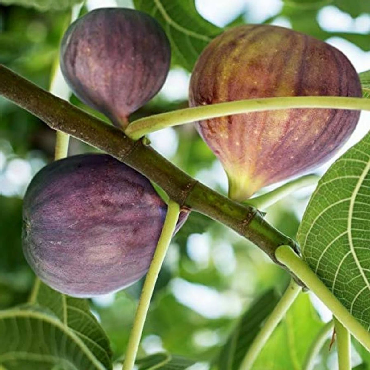 Brown Turkey Fig Cuttings 8 Pack Ficus carica Edible Fruit Tree Propagation Live Plant Garden Supplies