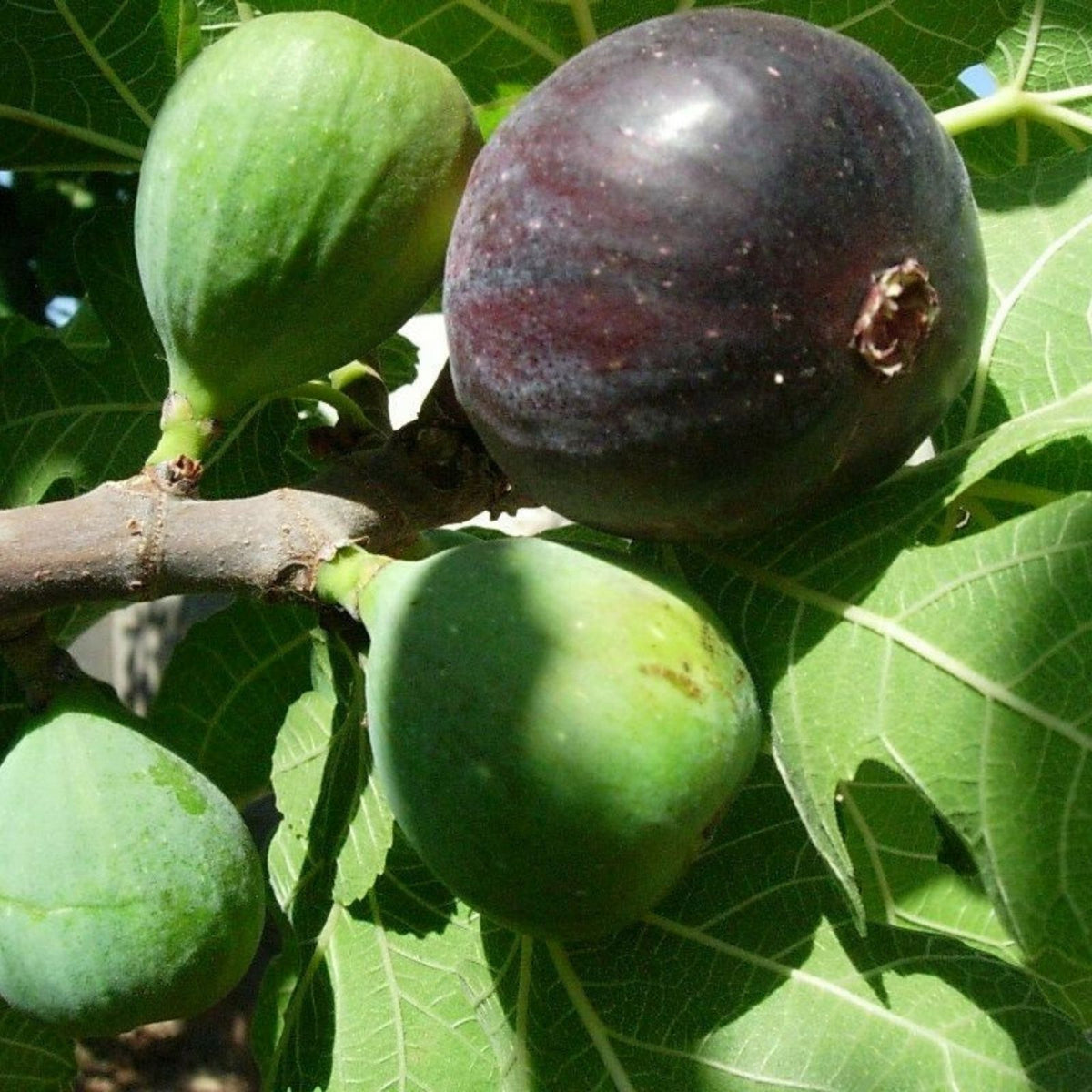 Fig Tree Cuttings Negretta Variety 7 Pieces Ficus carica Live Plant Propagation Bare Root Starter Plant