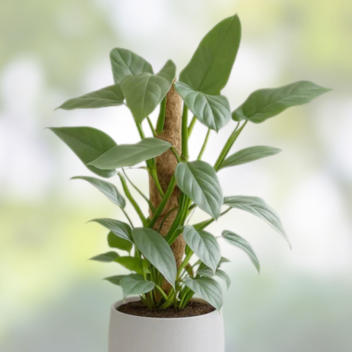 Philodendron Silver Sword Plant, Indoor Houseplant, 3.5" Pot, Rare Philodendron hastatum, Green Foliage, Live Plant, Starter Plant