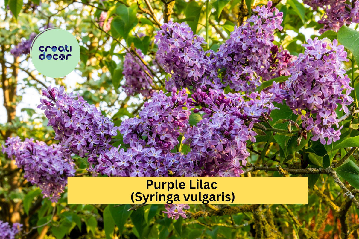 Purple Lilac Bush Plants - Set of 5 Bare Root Shrubs, Fragrant Flowering Perennial, Syringa vulgaris for Spring Gardens