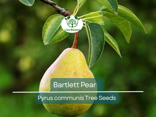 10 Bartlett Pear Tree Seeds - Pyrus communis - Sweet Edible Pears for Home Gardens & Orchards - Fast Growing, Cold-Hardy Variety