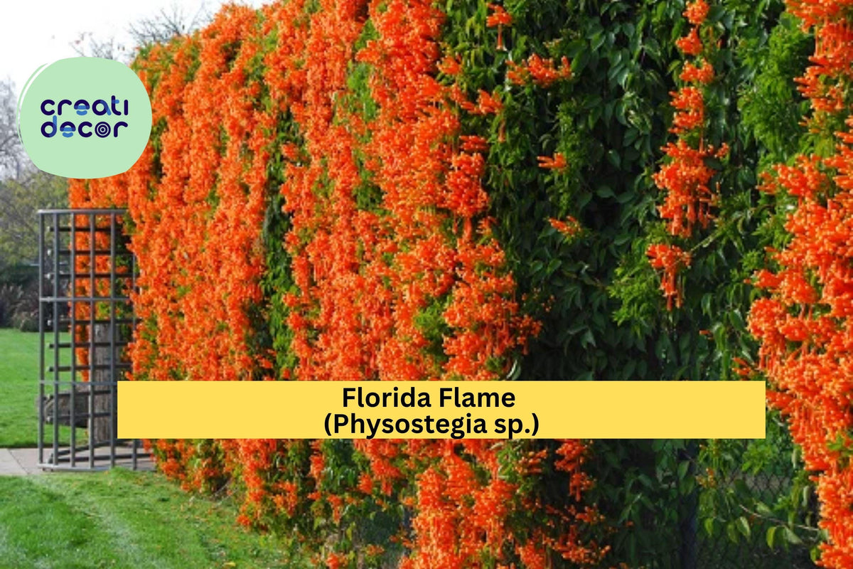 Live Rooted Florida Flame Physostegia Vine Starter Plant - Hummingbird Favorite, Bright Orange-Red Blooms, Physostegia sp.