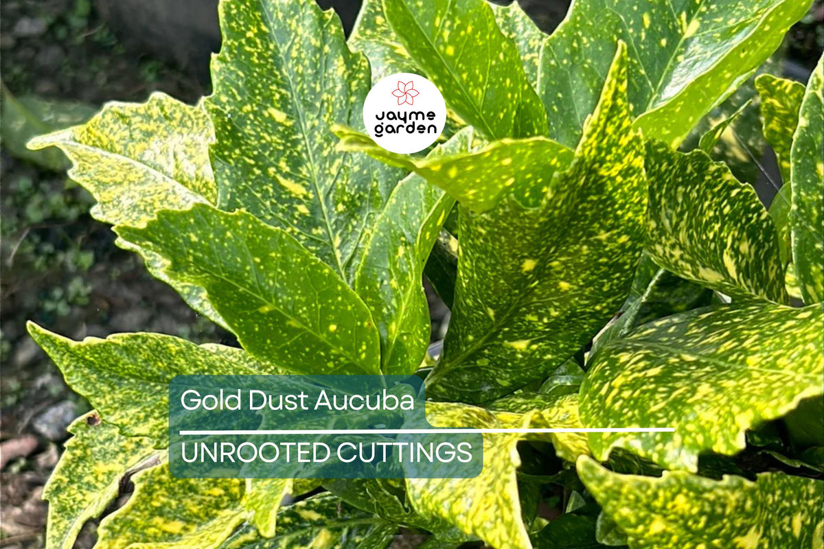 5 Gold Dust Aucuba Cuttings 6" - Aucuba japonica 'Gold Dust' - Green Shrub with Speckled Foliage - Easy to Propagate, Shade Plant
