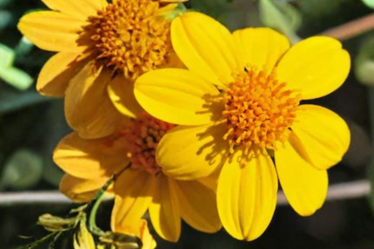 100 Yellowray Goldfields Seeds - Lasthenia glabrata - California Native Wildflower - Spring Blooms