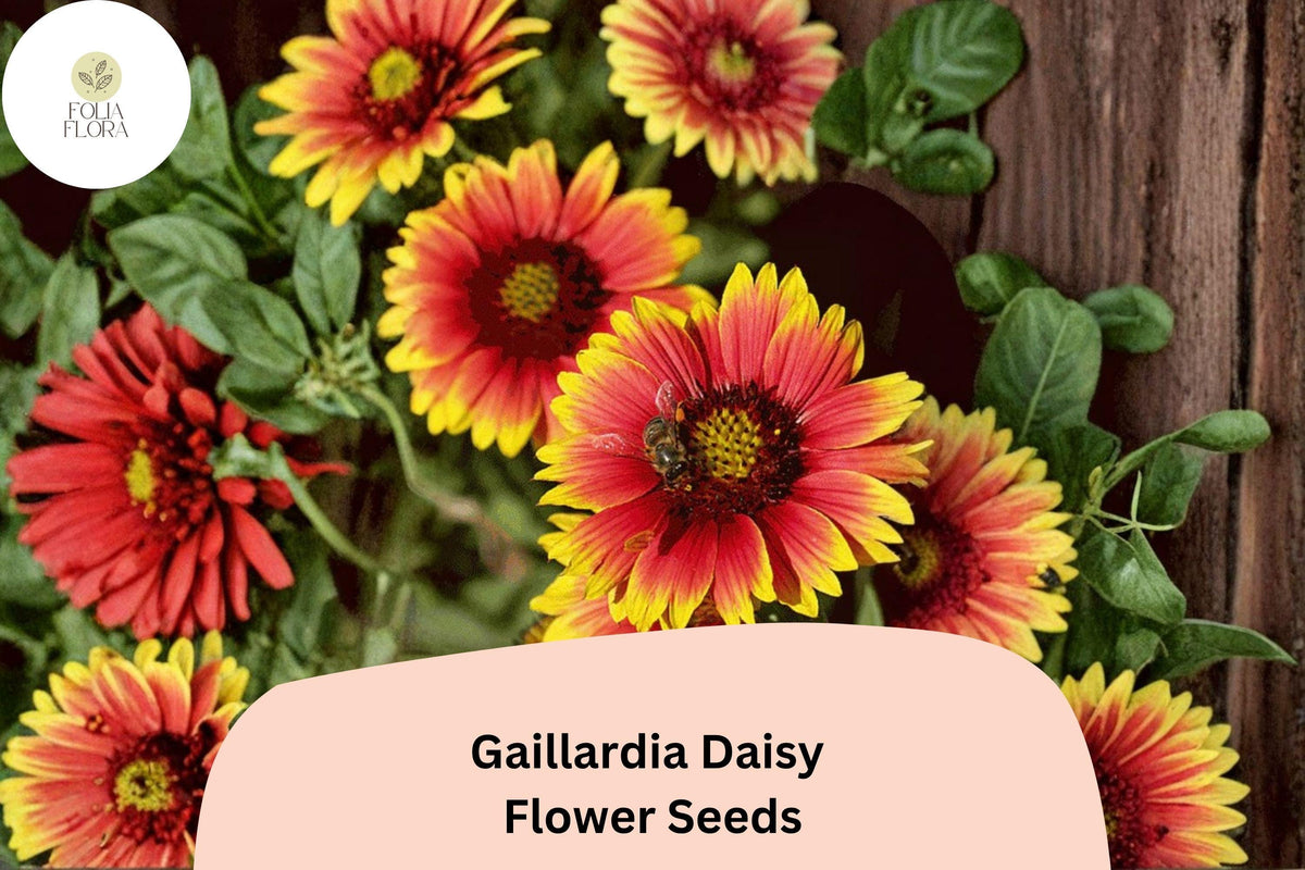 200+ Gaillardia Daisy Seeds | Red Yellow Blanket Flower | Gaillardia pulchella | Drought-Tolerant Perennial