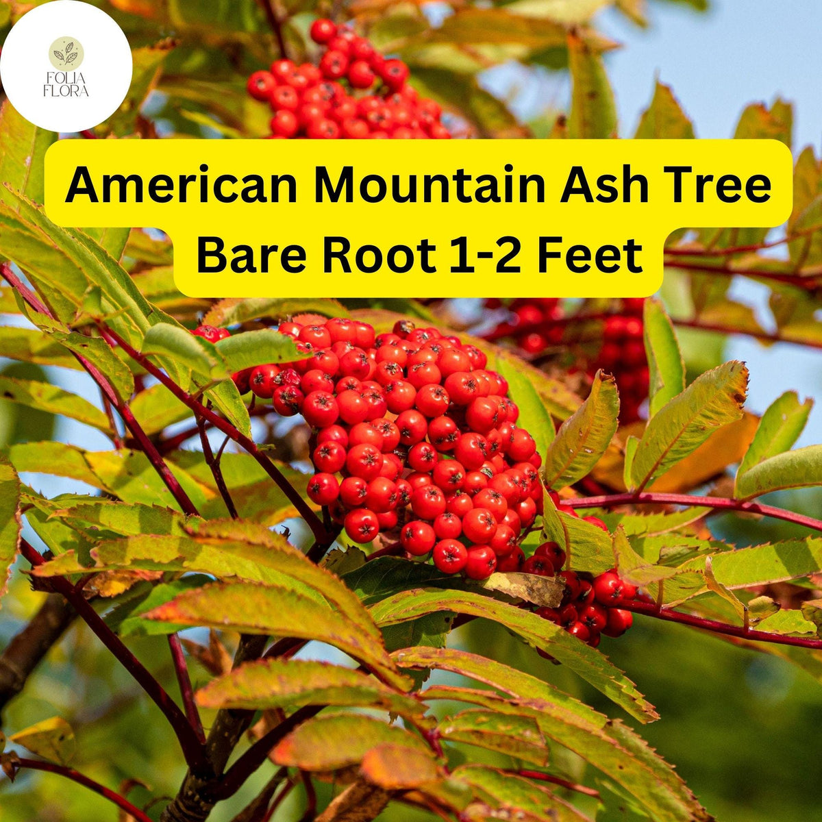 American Mountain Ash Trees 1-2 Feet Live Bare Root 2-Pack - Sorbus americana, Ornamental, Wildlife-Friendly, White Flowers, Red Berries