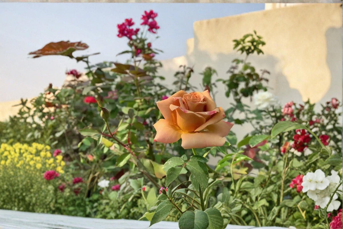 Honey Dijon Rose Cuttings 6-8" Unrooted Rosa ‘Honey Dijon’ - Ornamental Flowering Shrub with Apricot Caramel Blooms