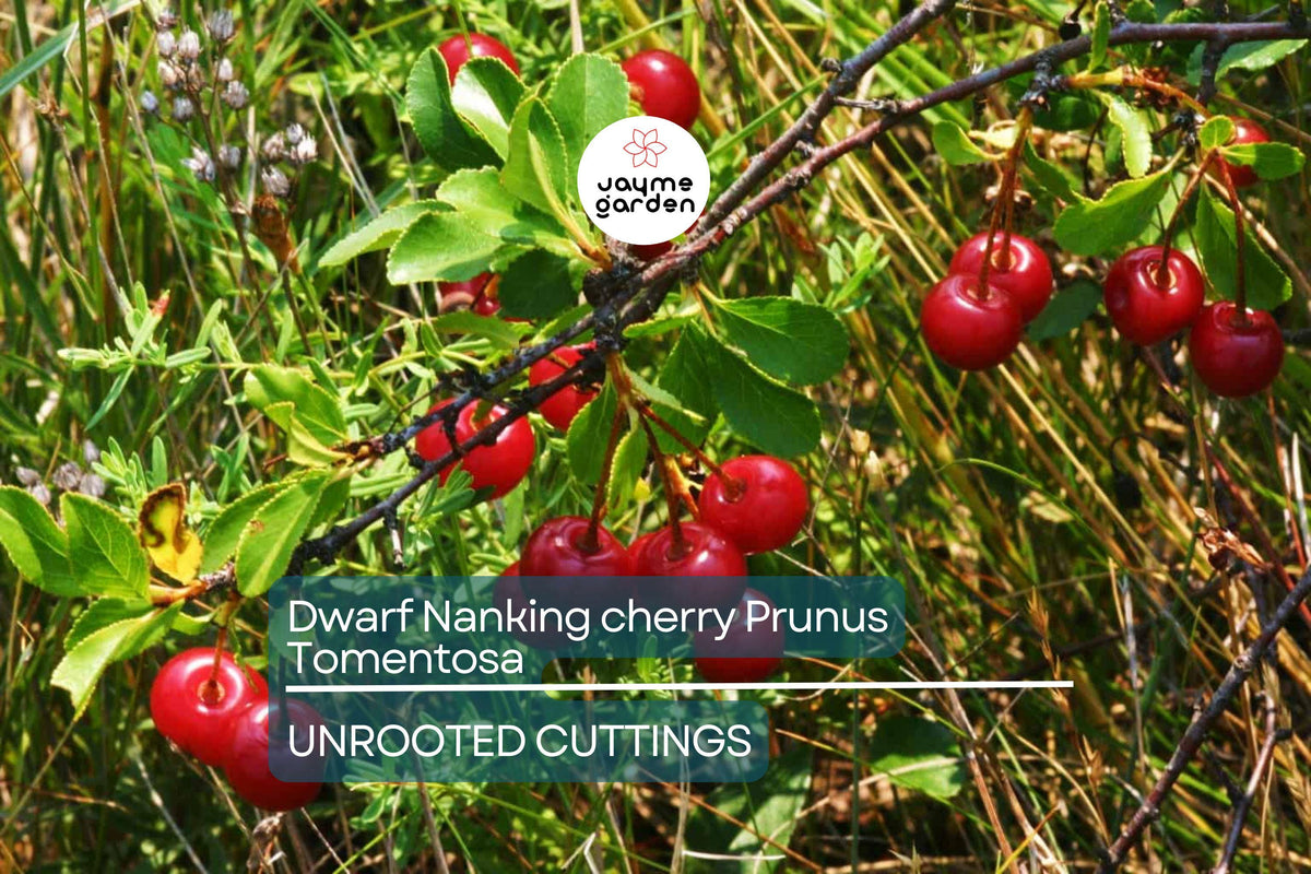 10 Unrooted Cuttings Dwarf Nanking Cherry Prunus Tomentosa - Semi-Hardwood, Cold-Resistant, Sweet Tart Fruit, Spring Blooms