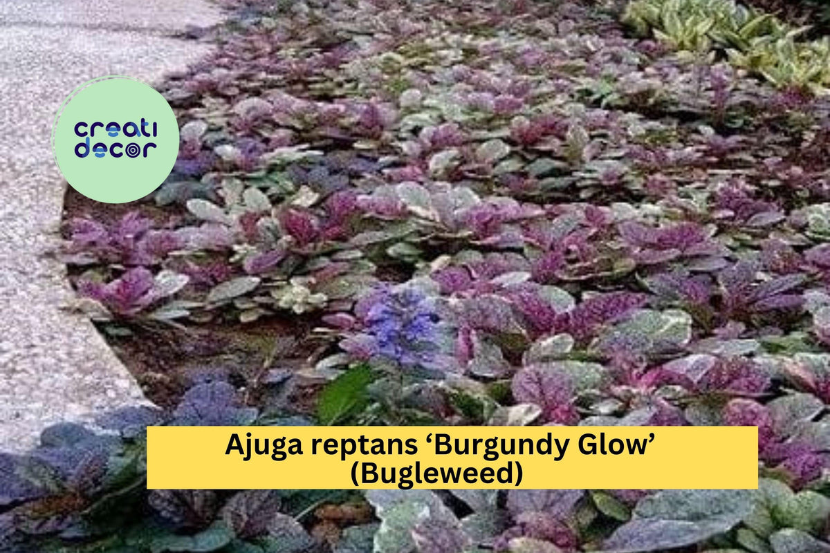 3 Live Rooted Bugleweed Plants - Ajuga reptans 'Burgundy Glow' - Hardy Groundcover with Tri-Color Foliage & Purple Blooms