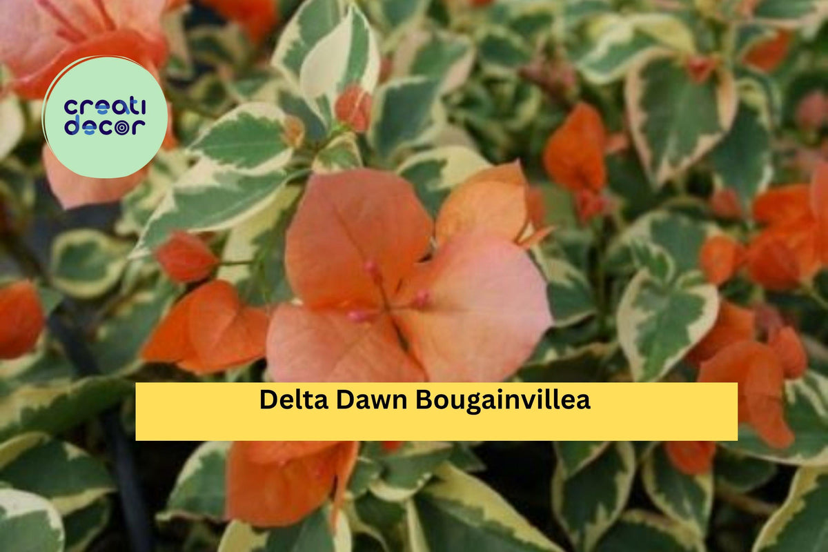 Delta Dawn Bougainvillea Starter Plug Plant | Variegated Green-Cream Foliage | Bougainvillea glabra ‘Delta Dawn’