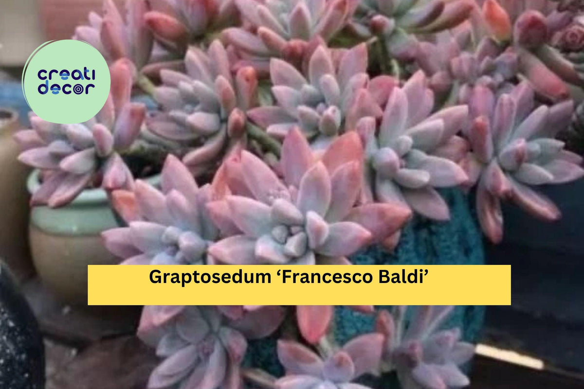 Graptosedum 'Francesco Baldi' Succulent Plant - Live Rooted Pastel Green Rosettes - Easy Care Hybrid for Indoor/Outdoor Decor
