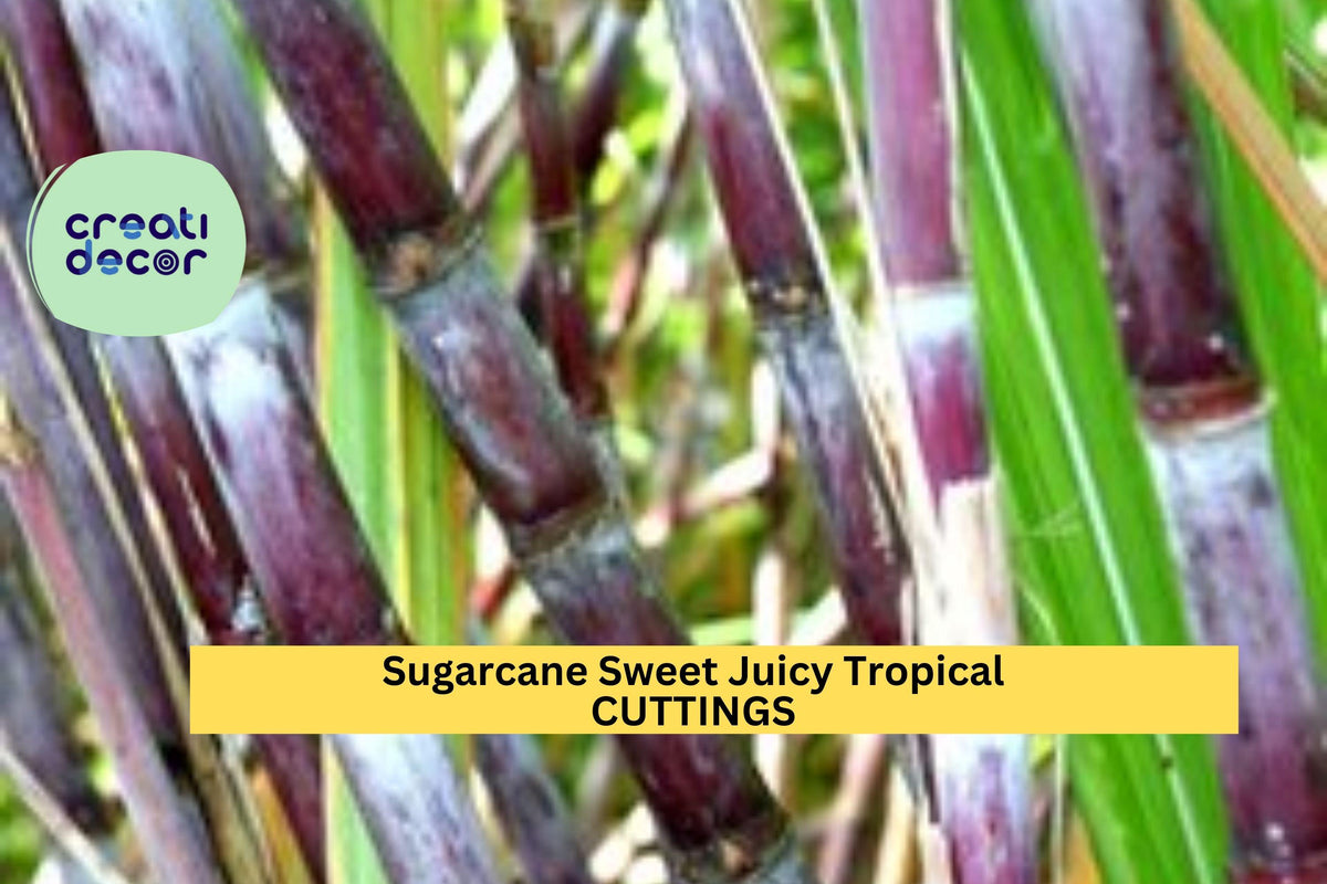 Sugarcane Cuttings - 2 Fresh Plant Stalks | Saccharum officinarum | Fast Growing Tropical Crop for Gardens