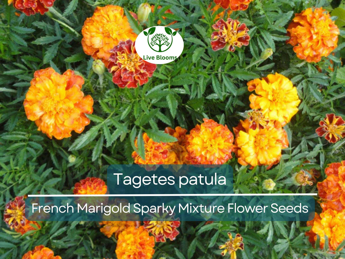 French Marigold Seeds 500 mg Sparky Mixture Tagetes patula | Vibrant Red, Orange, Yellow Blooms for Gardens & Containers