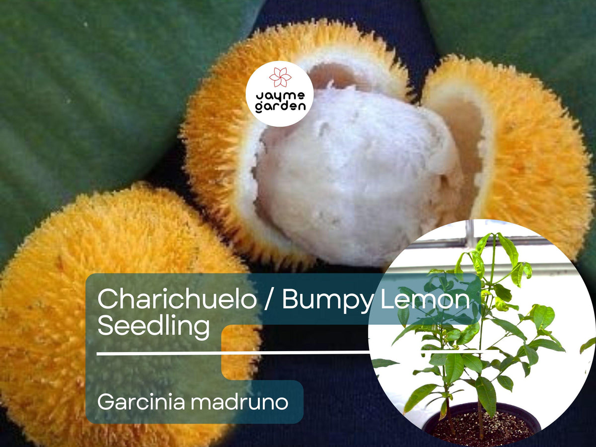 Bumpy Lemon Starter Plant Seedling 12″-24″ Charichuelo Garcinia madruno Tropical Fruit Tree for Exotic Garden