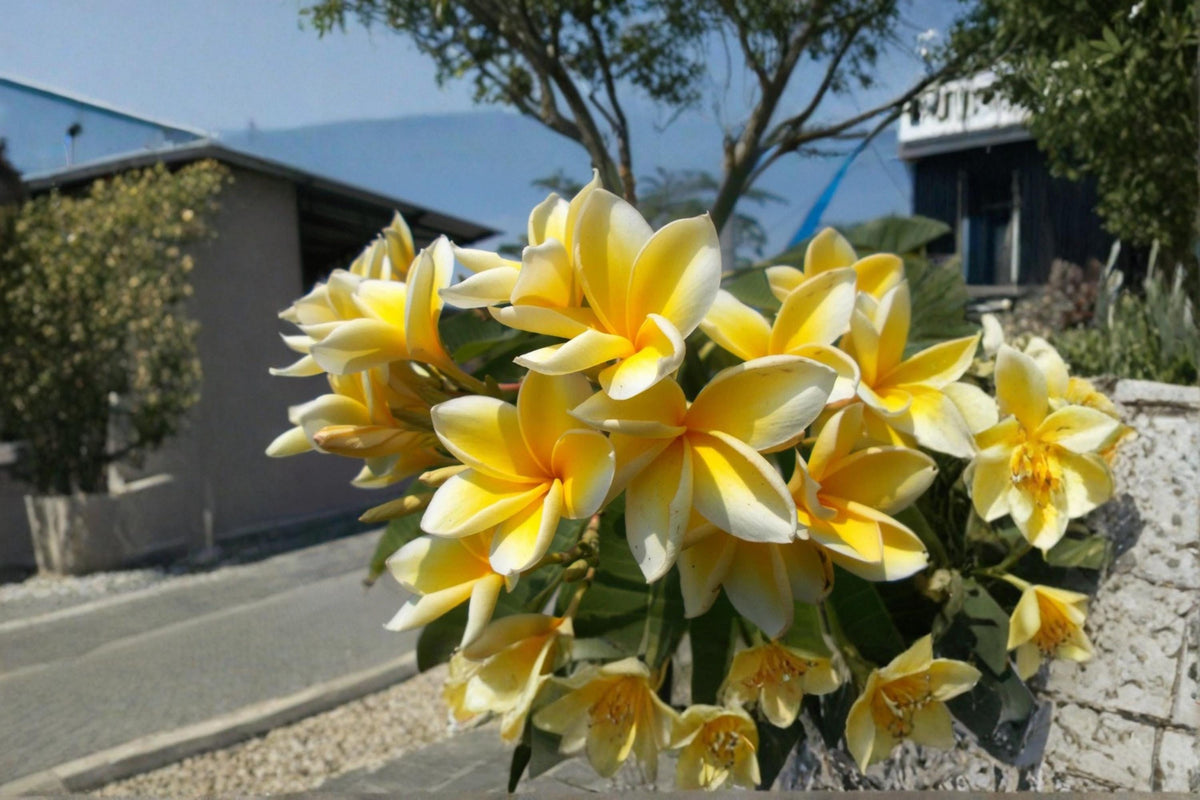Yellow Plumeria Cutting 9-12 Inches Fragrant Frangipani Plumeria spp. Tropical Flowering Tree for Indoor/Outdoor Gardens