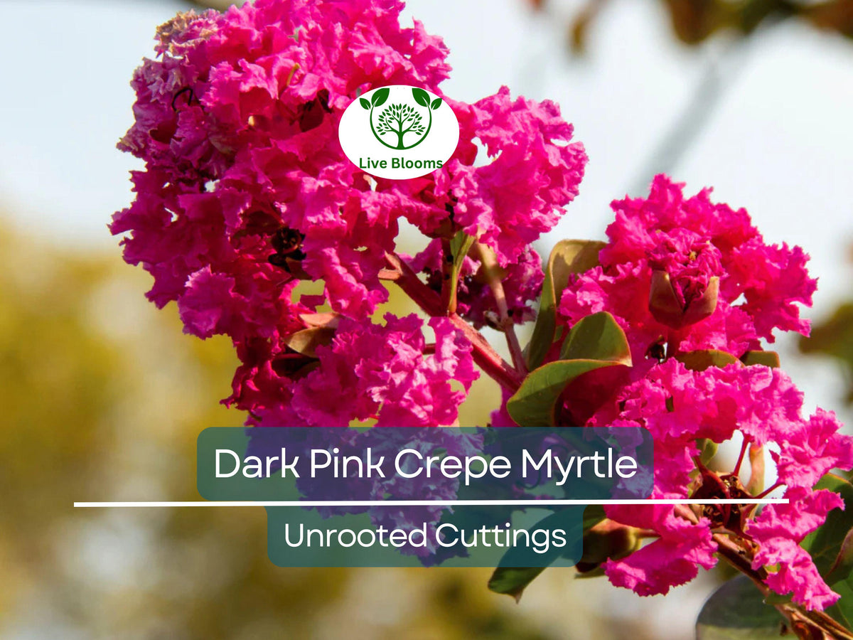 7 Unrooted Cuttings Dark Pink Crepe Myrtle Tree Lagerstroemia indica 6" - Vibrant Flowering Plant for Easy Propagation