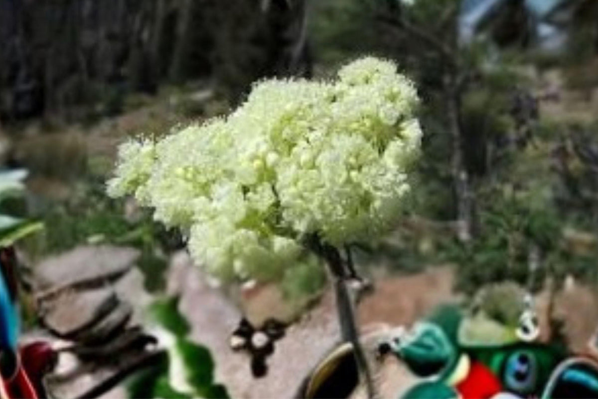 50 Seeds Eriogonum heracleoides - Parsnipflower Buckwheat, Hardy Native Perennial for Dry Slopes & Meadows