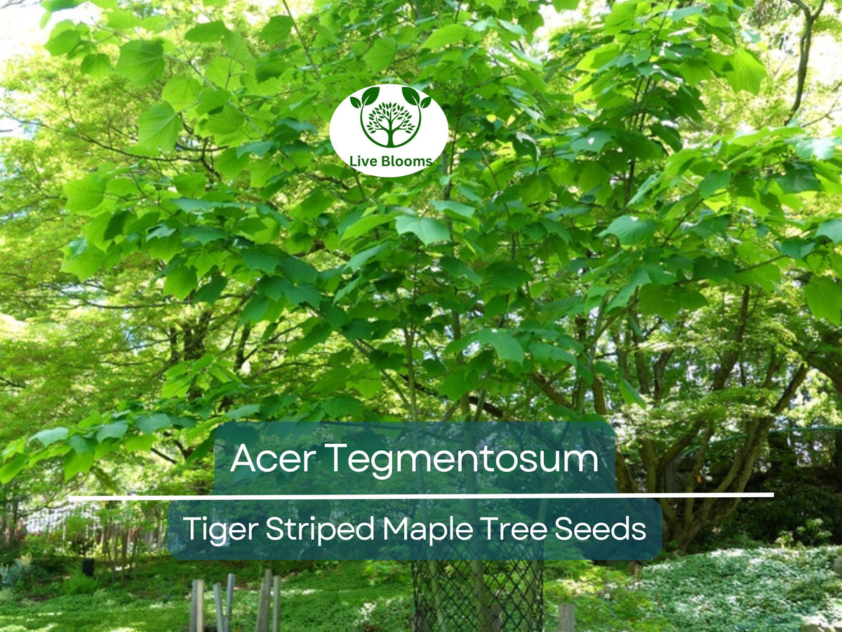 10 Seeds Acer Tegmentosum (Tiger Striped Maple) - Hardy Ornamental Tree for Gardens, Landscaping & Bonsai - Unique Bark Features
