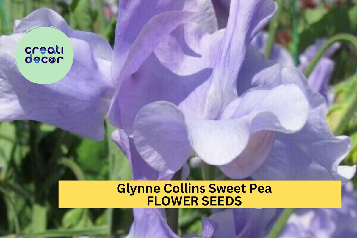 50+ Sweet Pea Seeds, Glynne Collins, Deep Pink Blooms, Lathyrus odoratus, Climbing Vines for Garden, Fragrant Annuals