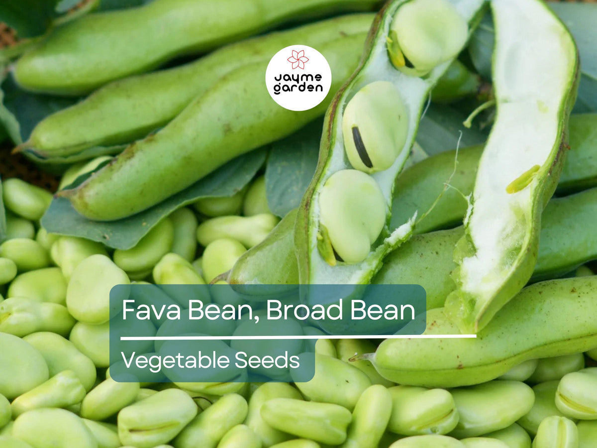 Fava Bean Seeds 5g - Heirloom Non-GMO Broad Beans for Planting, Vicia faba, High-Yield Protein-Rich Legume for Garden Beds