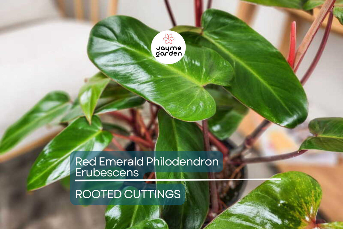 Red Emerald Philodendron Climbing Plant - Fully Rooted Philodendron Erubescens with Vibrant Red Foliage - Easy Care Indoor Houseplant