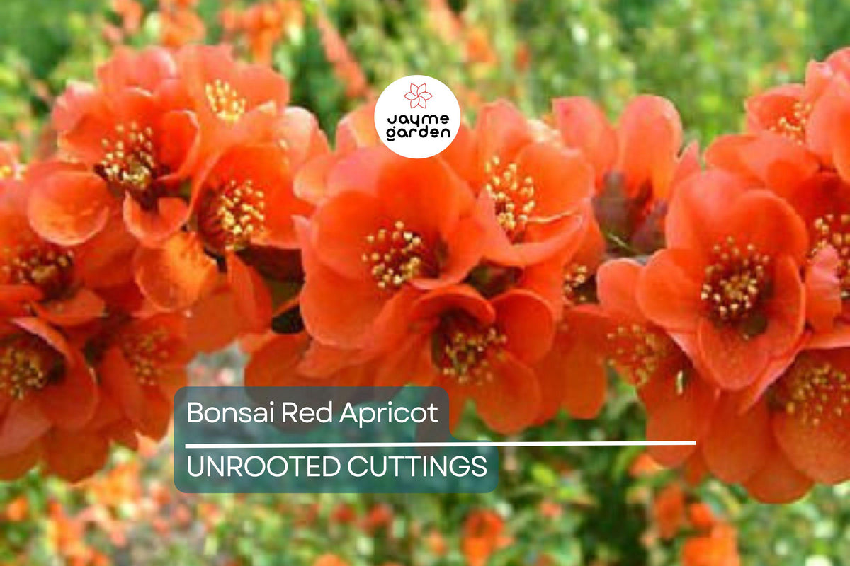 Bonsai Cuttings - 3 Unrooted Bonsai Red Apricot (Prunus mume Mai Do) - Rare Exotic Plant for Grafting & Rooting, Hardy Flowering Tree