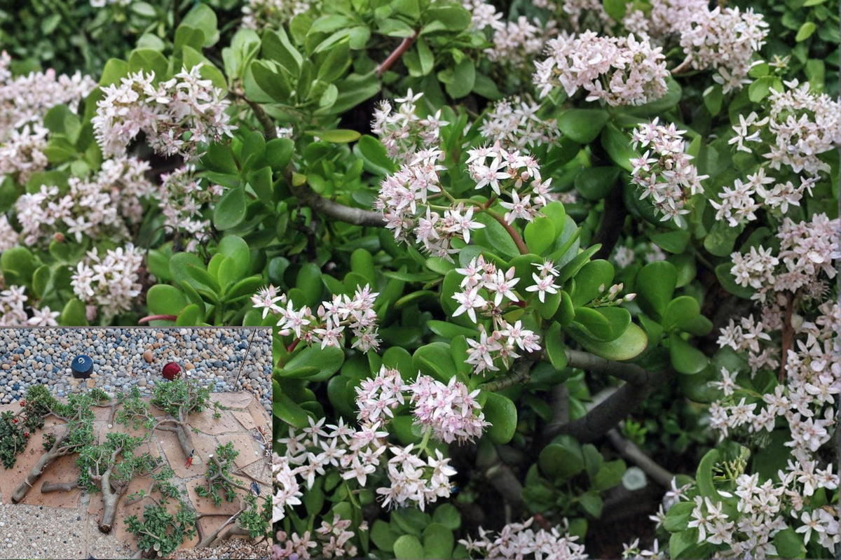 Jade Plant Cuttings 10 Unrooted Green Succulent Crassula argentea for Propagation and Indoor Plant Collections