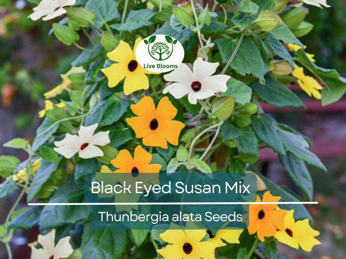 50 Seeds Black Eyed Susan Vine Mixed Colors, Non-GMO, Tender Perennial, Thunbergia alata - Attracts Pollinators, Vibrant Flowers
