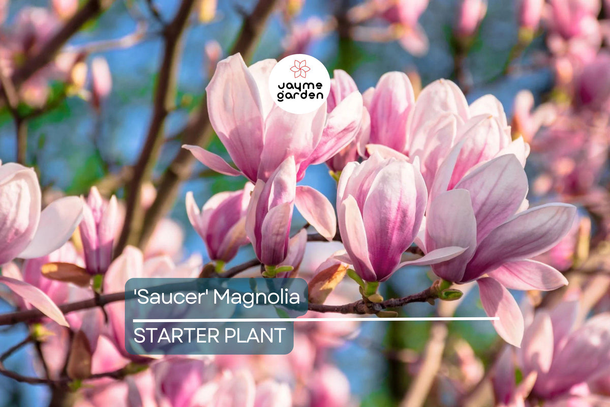 Saucer Magnolia Starter Plant | 6-12 Inch Dormant Sapling | Pink-White Blooms | Magnolia x soulangiana | Zones 4-9