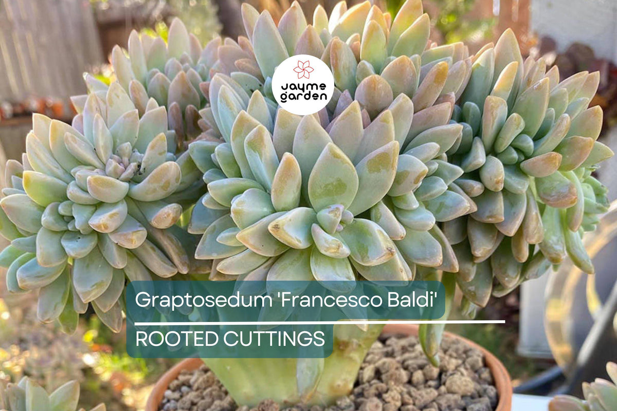 Live Succulent Graptosedum 'Francesco Baldi' in 2" Pot | Easy to Grow, Drought Tolerant | Perfect for Gardens & Indoor Planters