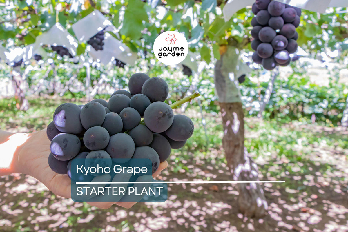 Kyoho Grape Seedling | 8" Live Plant | Sweet Purple Grapes | Vitis vinifera 'Kyoho' | Low-Maintenance Tropical Vine