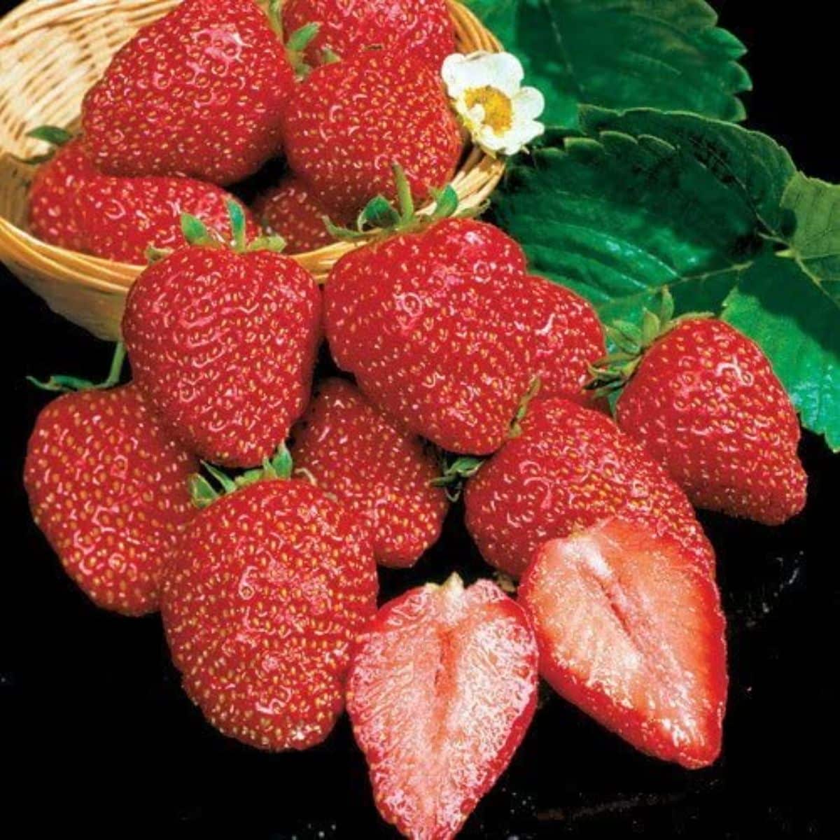 Earliglow Strawberry Plants (25 Bare Root) - Early June-Bearing, Sweet Flavor, Cold Hardy - Fragaria x ananassa