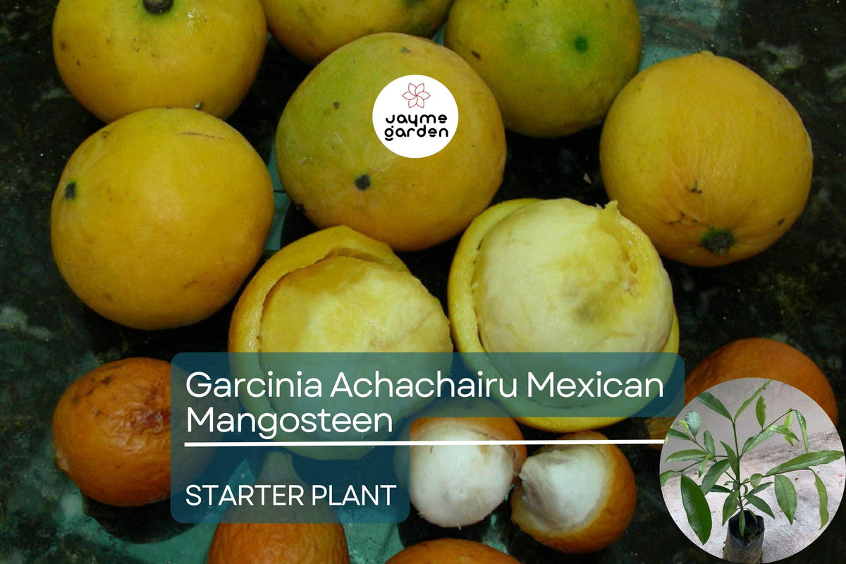 Exotic Fruit Tree Starter - Garcinia Achachairu (Mexican Mangosteen) 10"-18" Live Plant - Sweet Tangy Tropical Fruit Tree