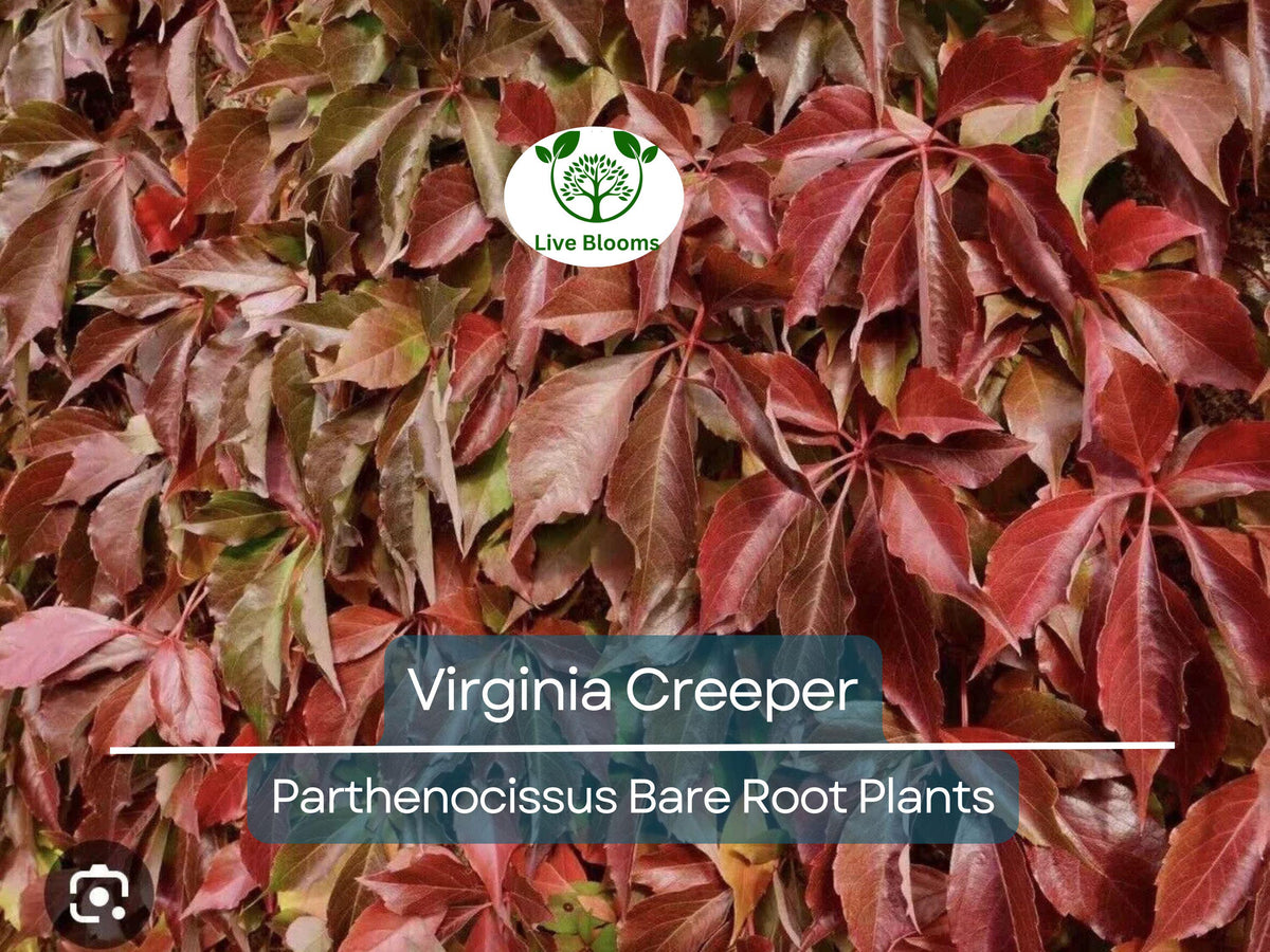 Virginia Creeper Vines Set of 5 – Fast-Growing Bare Root Climber – Parthenocissus quinquefolia – Native Perennial for Erosion Control