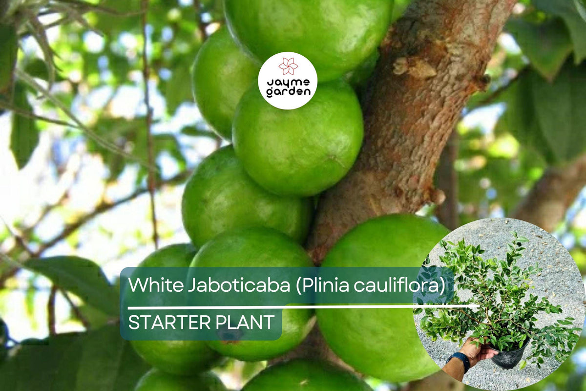 White Jaboticaba Starter Plant 8"-15" | Plinia cauliflora Tropical Fruit Tree | Unique Edible Landscape Addition