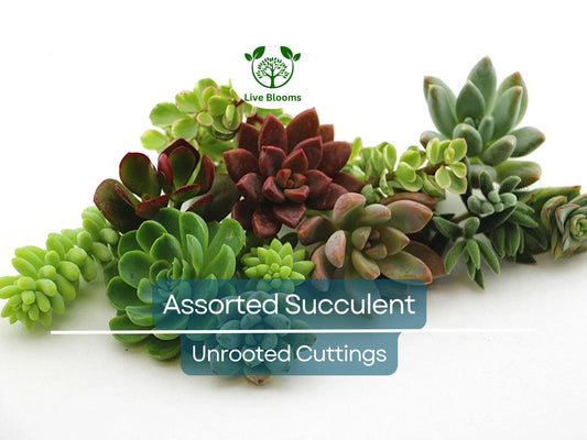 10 Assorted Succulent Cuttings for Terrariums, Echeveria, Crassula, Sedum, Miniature Garden Plants, Various Colors, Ideal for DIY Decor