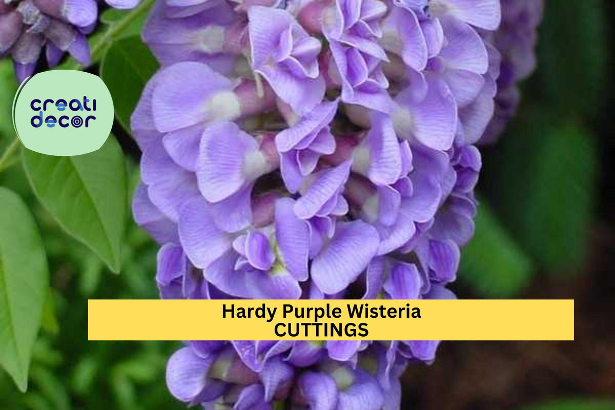 Hardy Wisteria Cuttings | 10 Unrooted Purple Flowering Vines | Fast-Growing Climber | Wisteria frutescens | Zones 4-9