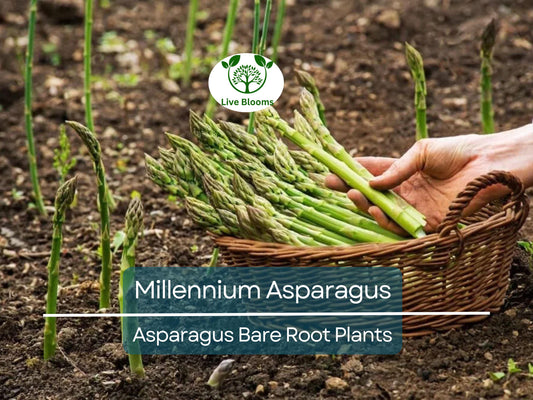 10 Bare Root Asparagus Plants - 2-Year Crowns - Millennium Variety - Asparagus officinalis - Non-GMO, Heirloom, Heavy Yield