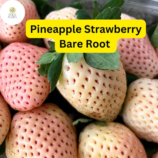 10 Bare Root Pineapple Strawberry Plants, Unique White Strawberries, Fragaria × ananassa, Edible Fruit for Garden