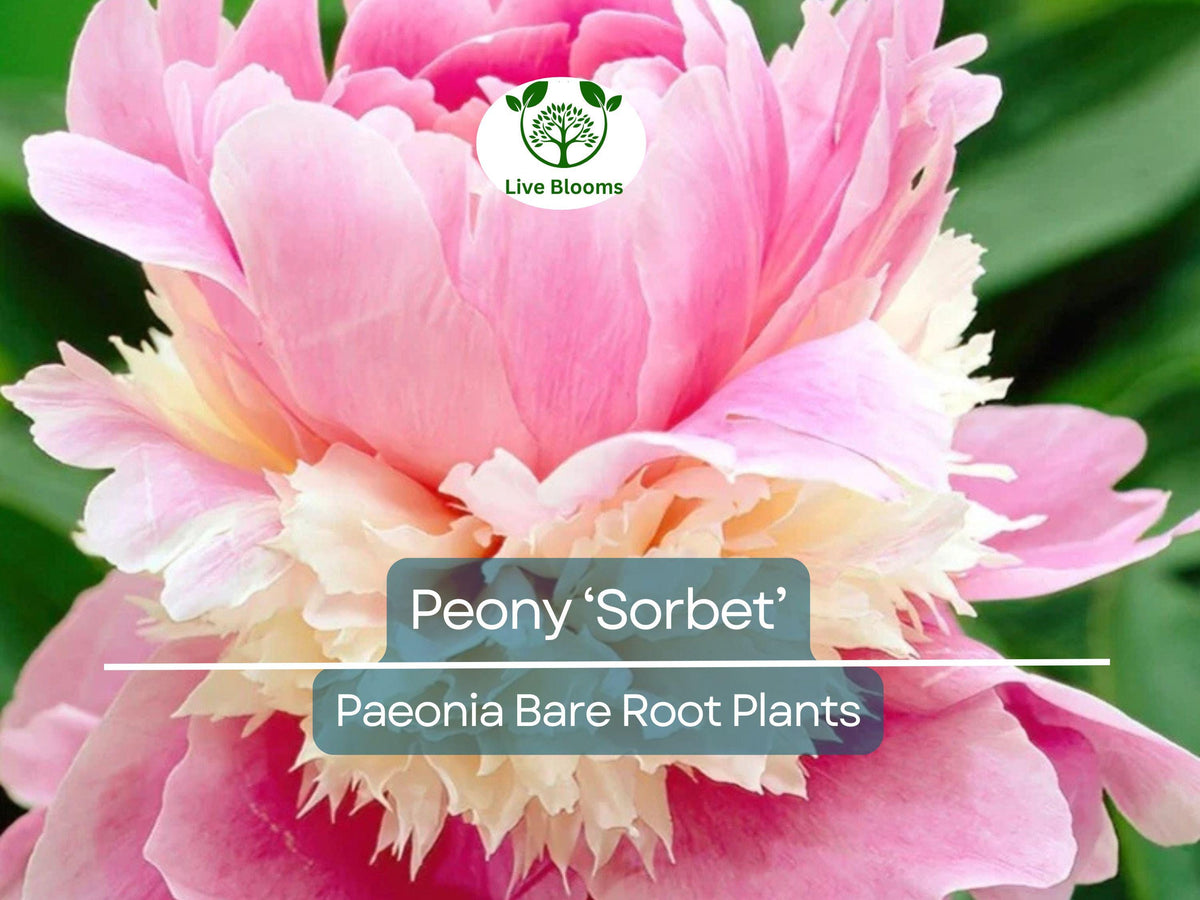 Peony Bare Root Plant - Organic 'Sorbet' with Bi-Color Pink & White Double Blooms - Paeonia lactiflora - Fragrant Perennial