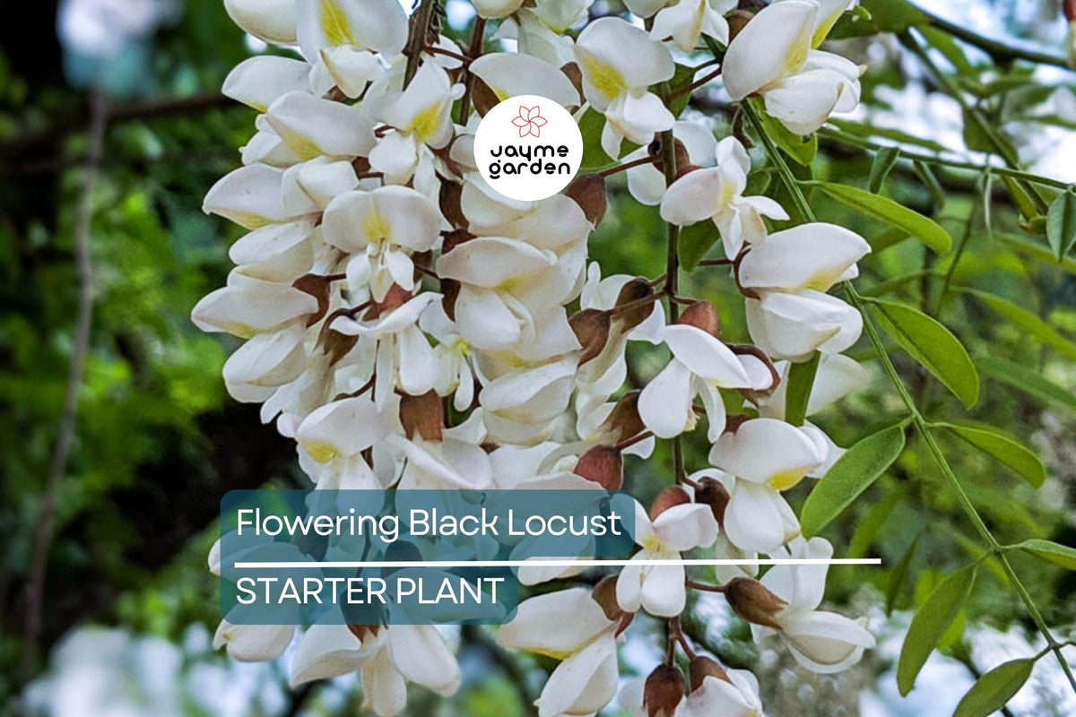 Live Bare Root Flowering Black Locust Tree 2-3' Tall | Robinia pseudoacacia 'Allegheny' | Fast-Growing Hardy Tree for Zones 4-8