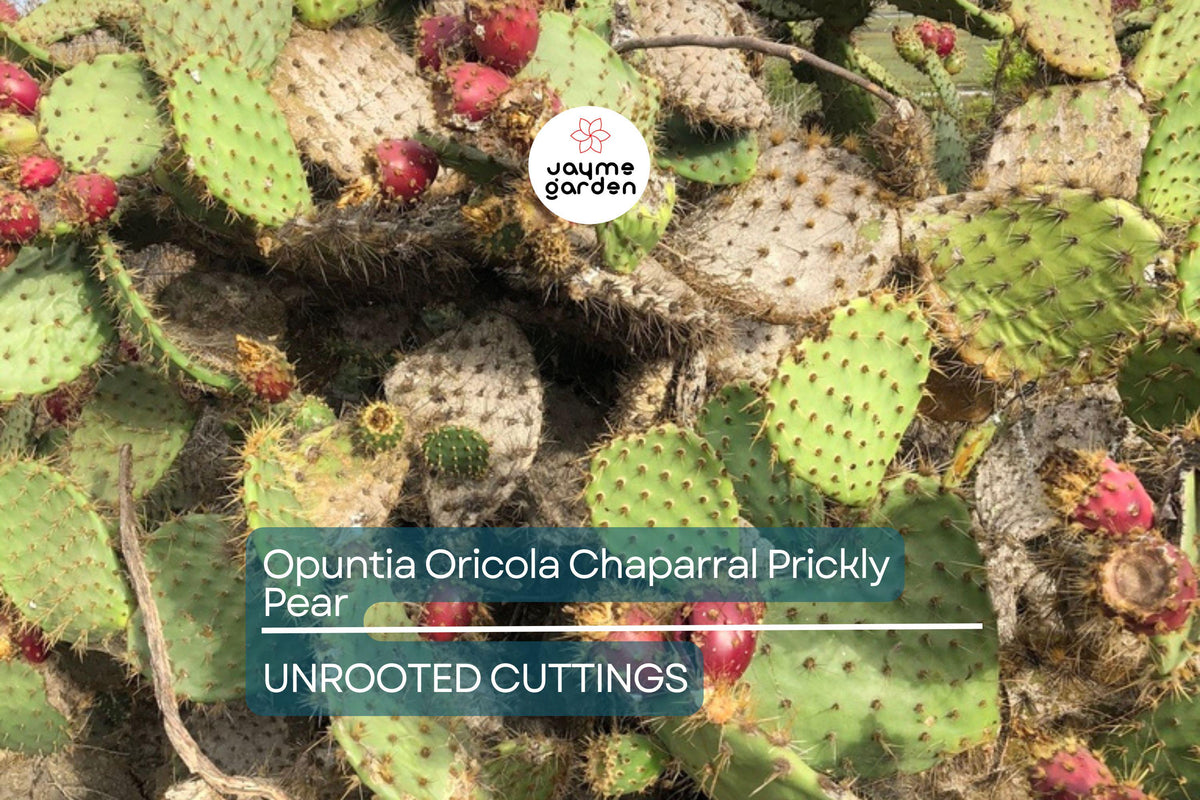 Cactus Pad Cutting 5-7" Opuntia Oricola Chaparral Prickly Pear | Drought-Tolerant Coastal Plant | Easy to Root, Rancho Palos Verdes